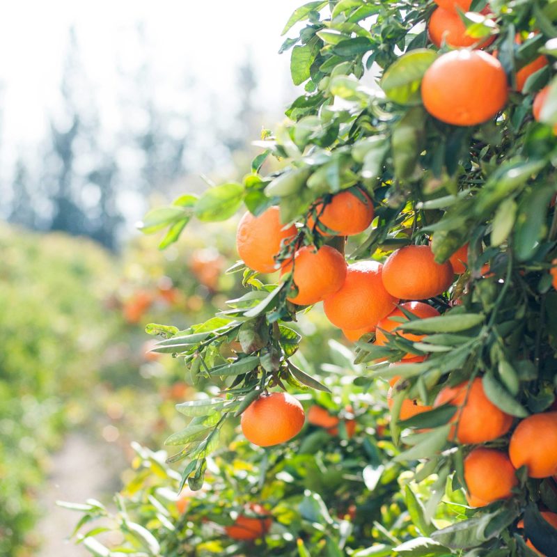 Zypern urlaub - Cyprus Holidays - Cyprus Villages Agrotourism 19