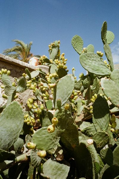 Zypern urlaub - Cyprus Holidays - Cyprus Villages Agrotourism 35