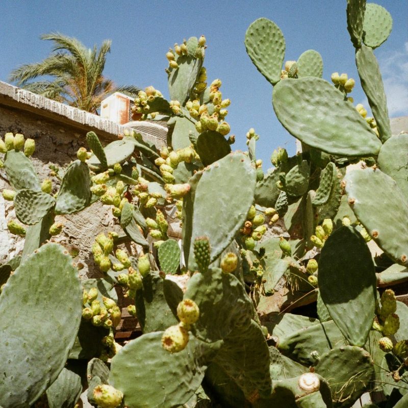 Zypern urlaub - Cyprus Holidays - Cyprus Villages Agrotourism 35
