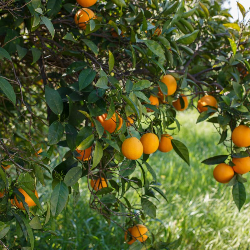 Zypern urlaub - Cyprus Holidays - Cyprus Villages Agrotourism 38